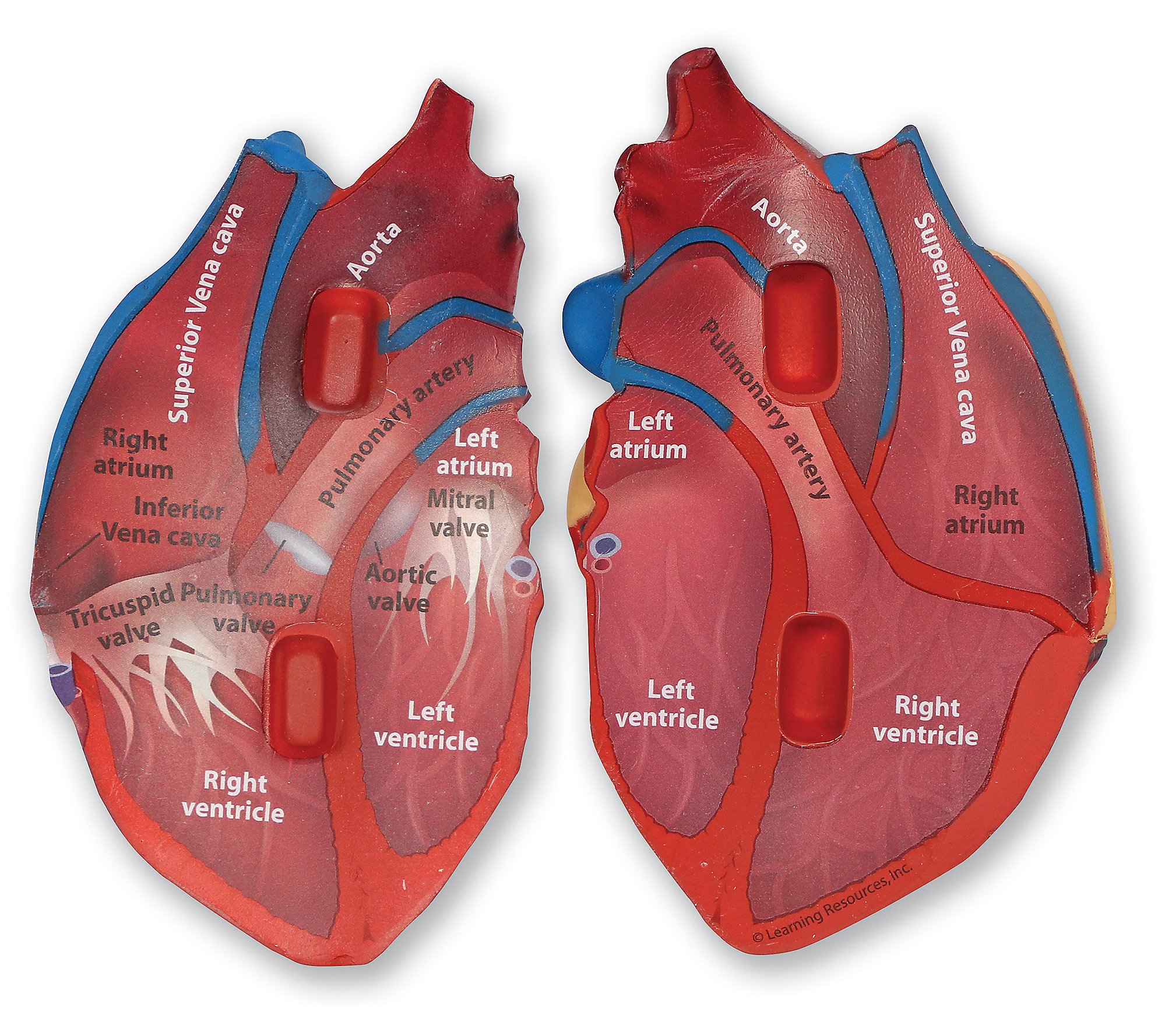 Learning Resources Cross-Section Human Heart Model Toy