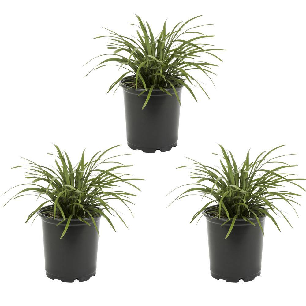 METROLINA GREENHOUSES 2 Qt. Green Liriope Perennial Plant (3-Pack) 4007