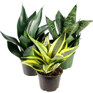 national PLANT NETWORK 4 in. Sansevieria Hahnii (3-Pack) HD1825