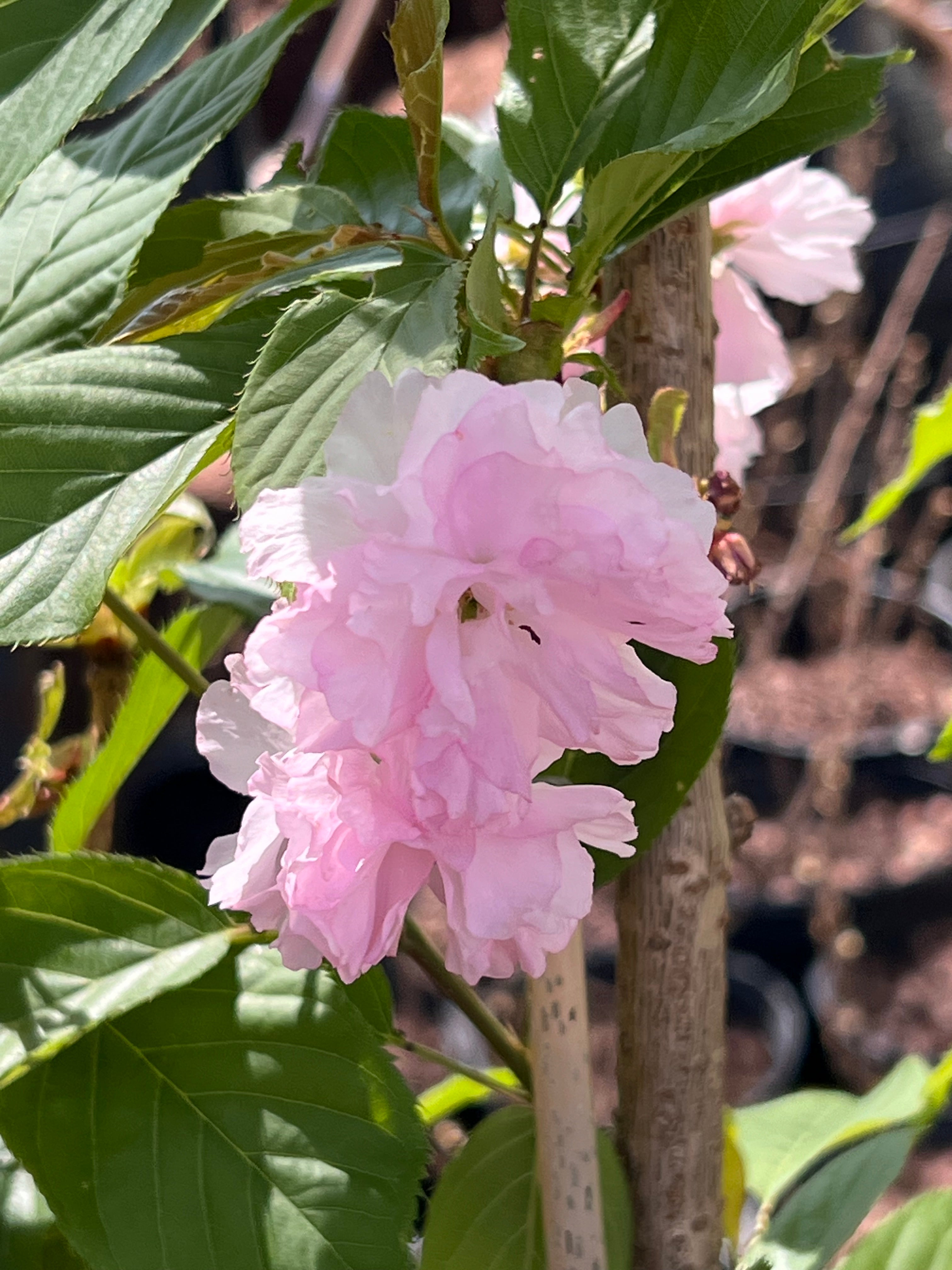 Kwanzan Cherry Tree