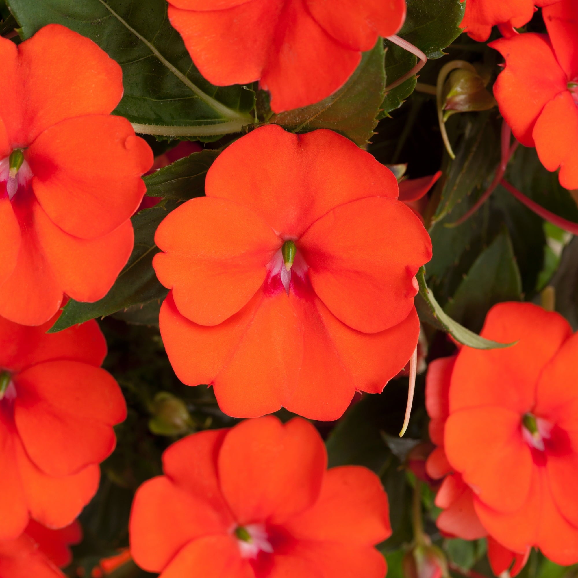 Impatiens Jumbo Splash Vigorous Orange 3- piece