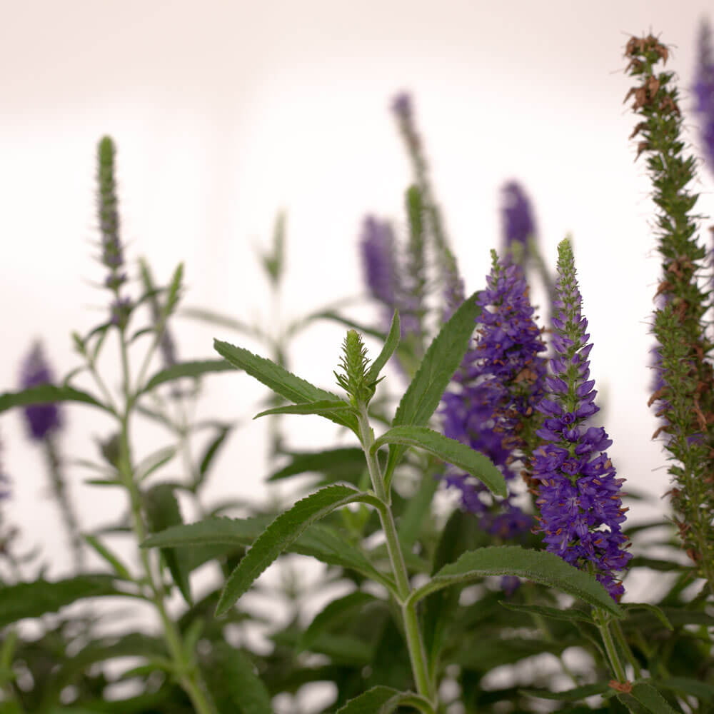 Dark Blue Moody Blues Veronica (2.5 Quart) Flowering Deciduous Perennial with Violet-Blue Flower Spikes - Full Sun Live Outdoor Plant - Southern Living Plant Collection