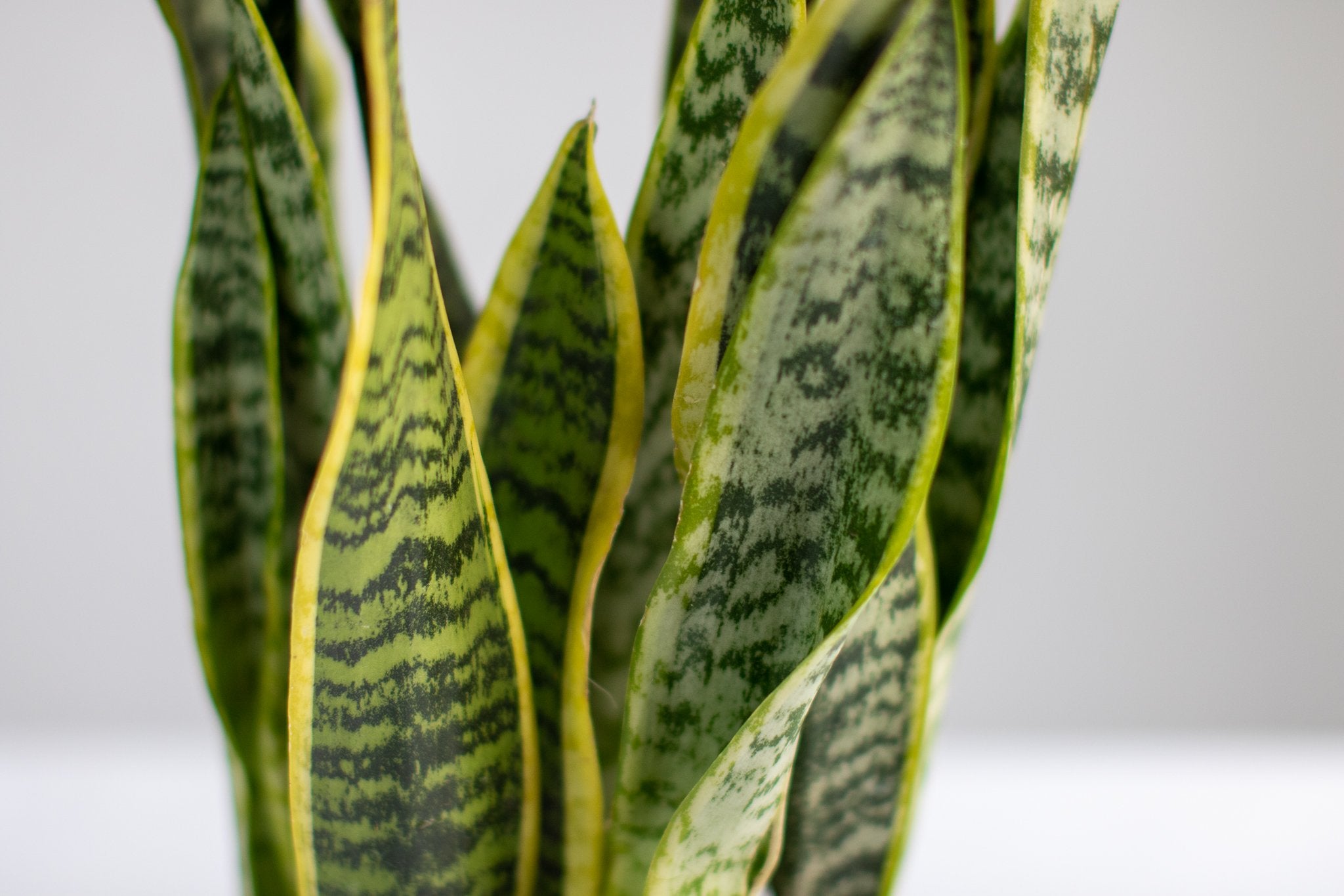 Variegated Laurentii Snake Plant