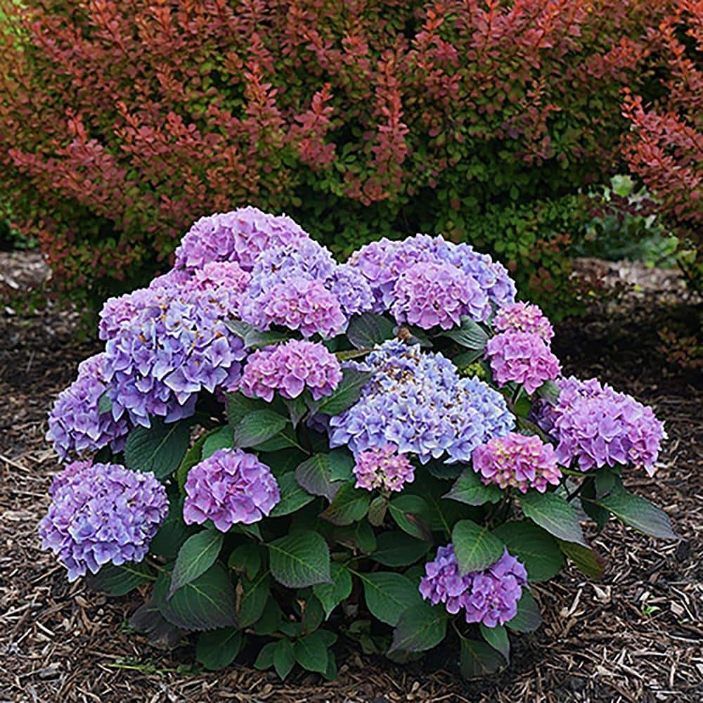 PROVEN WINNERS 2 Gal. Let's Dance Rhythmic Blue Hydrangea Shrub with Blue and Pink Flowers 14439