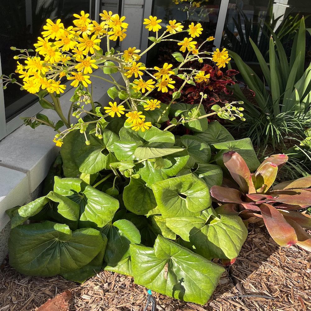 OnlinePlantCenter 3 Gal. Leopard Farfugium Perennial Plant with Yellow Flowers FARF001G3