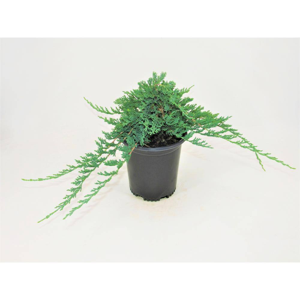 BELL NURSERY 1 Gal. Blue Rug Creeping Juniper Live Evergreen Shrub JUNIP1HWI1PK