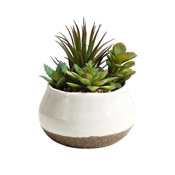 Assorted Succulents in White Cermic Pot