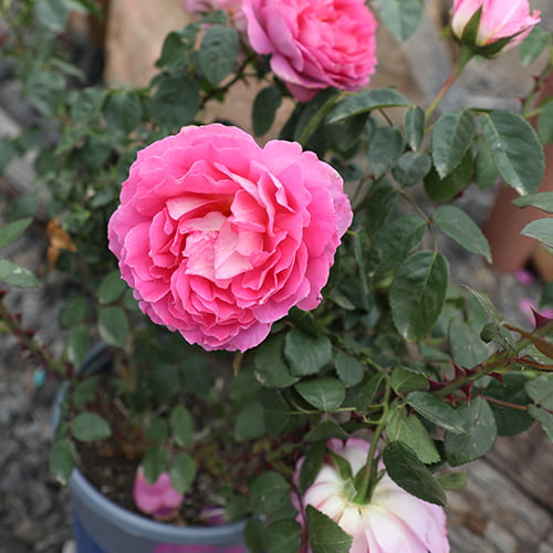 True Bloom by Altman Plants 8QT True Inspiration Light Pink Rose Live Plant Pot