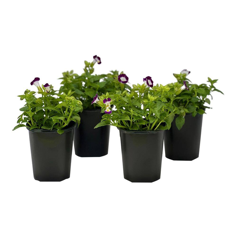 Pure Beauty Farms 1.38 Pt. Torenia Kauia Plant Burgundyin 4.5 In. Grower's Pot (4-Plants) DC45TORBUR4