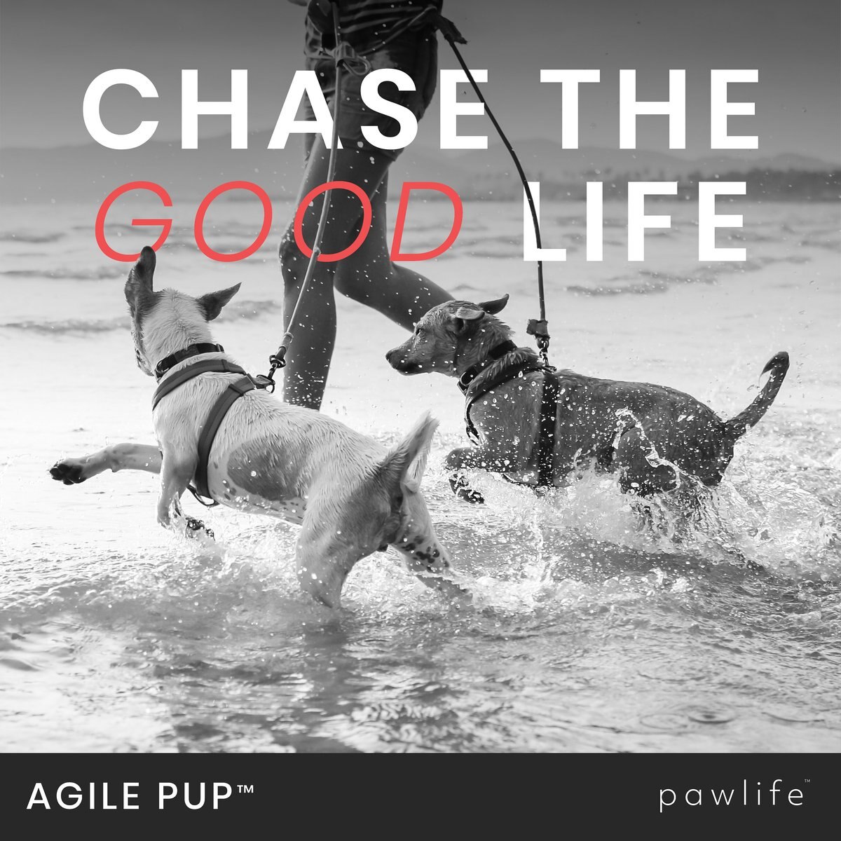 Pawlife Agile Pup Canine Mobility Complex Chicken Flavor Soft Chews Dog Supplement， 120 count