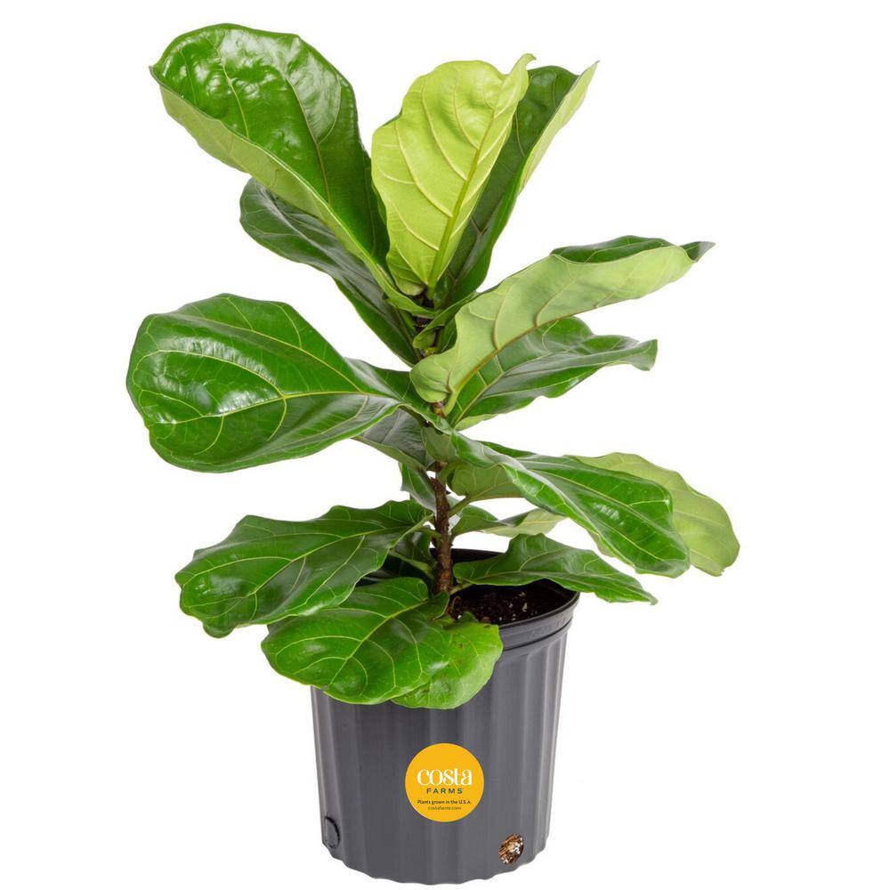 Costa Farms Fiddle Leaf Fig Indoor Plant in 10 in. Black Grower Pot Avg. Shipping Height 1-2 ft. Tall 10PAN