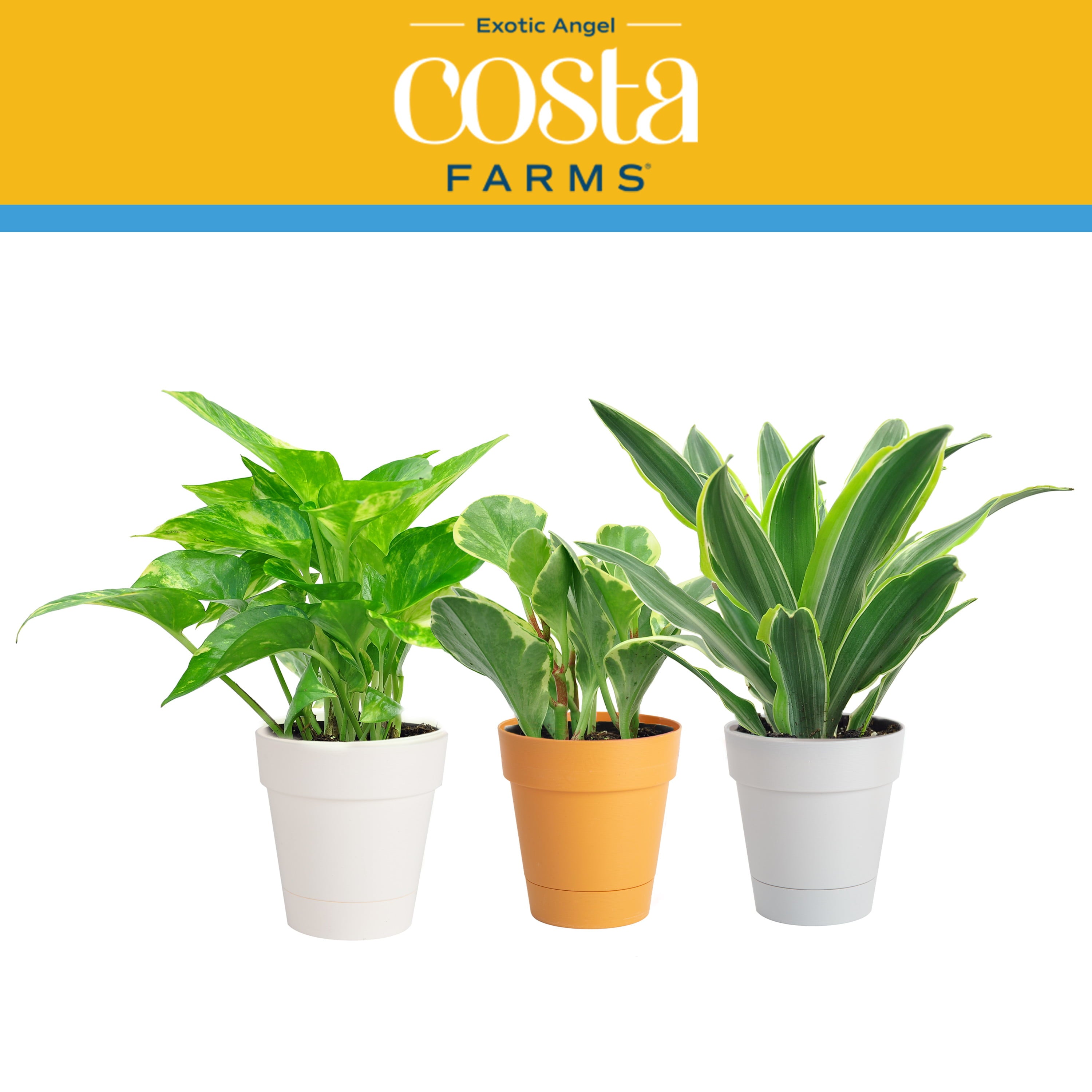 Exotic Angel Plants Live Indoor 8in. Tall Green Assorted Foliage; Bright， Indirect Sunlight Plant in 4in. Décor Pot