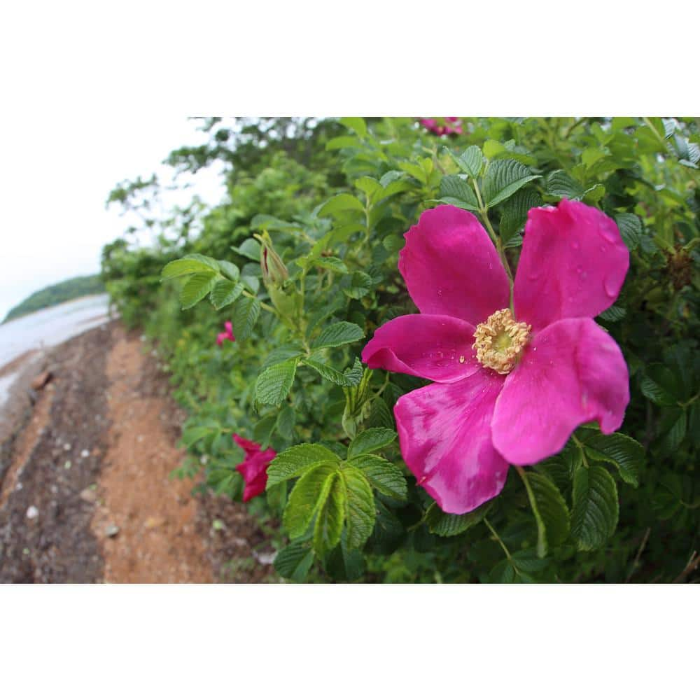 BELL NURSERY 2 Gal. Japanese Rose (Rosa rugosa) Live Shrub with Pink Flowers ROSA2JAPN1PK