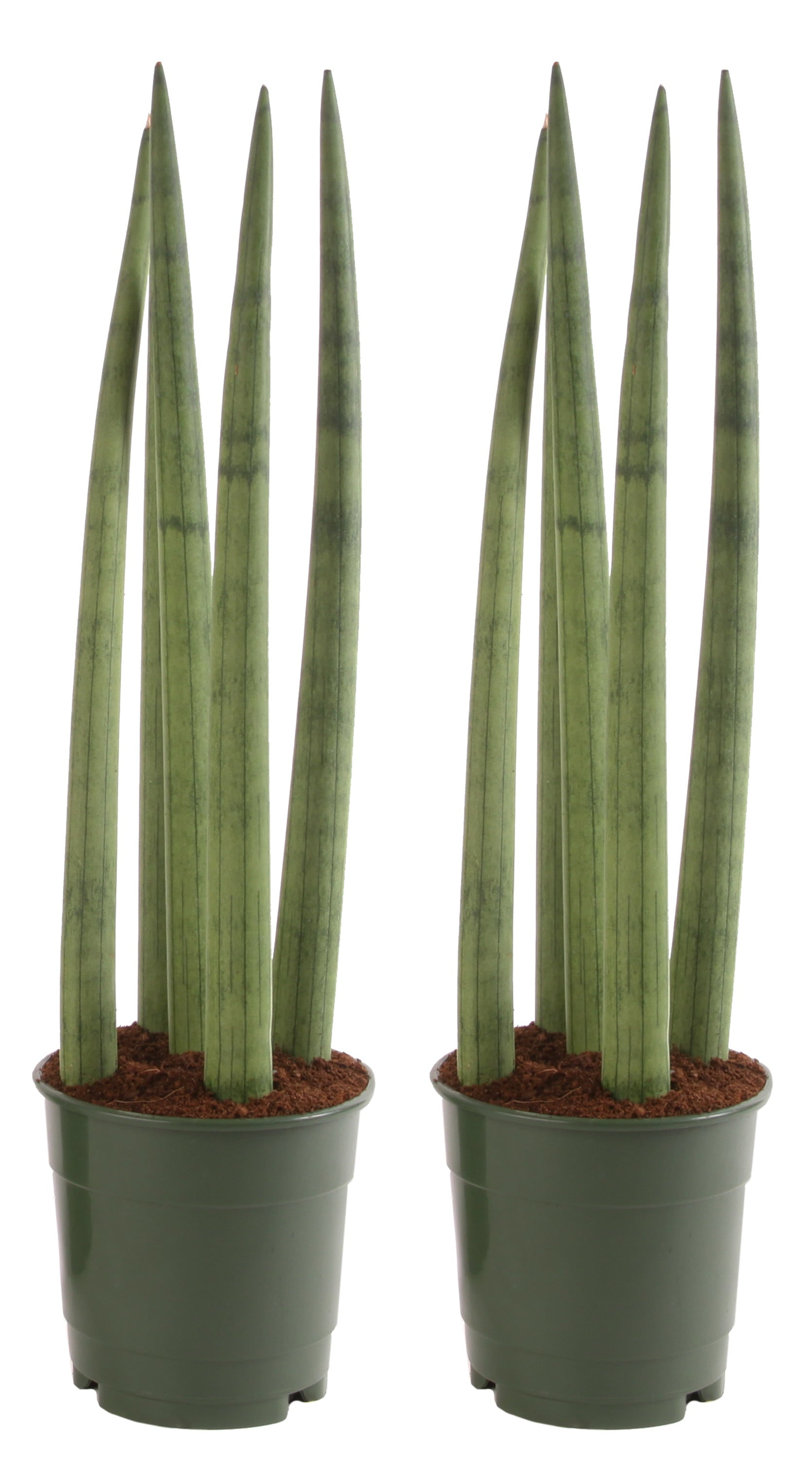 Costa Farms  Live Indoor 14in. Tall Green Snake Plant; Bright， Indirect Sunlight Plant in 6in. Grower Pot， 2-Pack