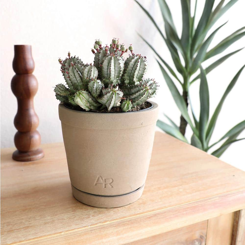 ALTMAN PLANTS Altman Reserve 6 in. Nova Milk Barrel Succulent (Euphorbia Horrida) in Cement Pot 0872978