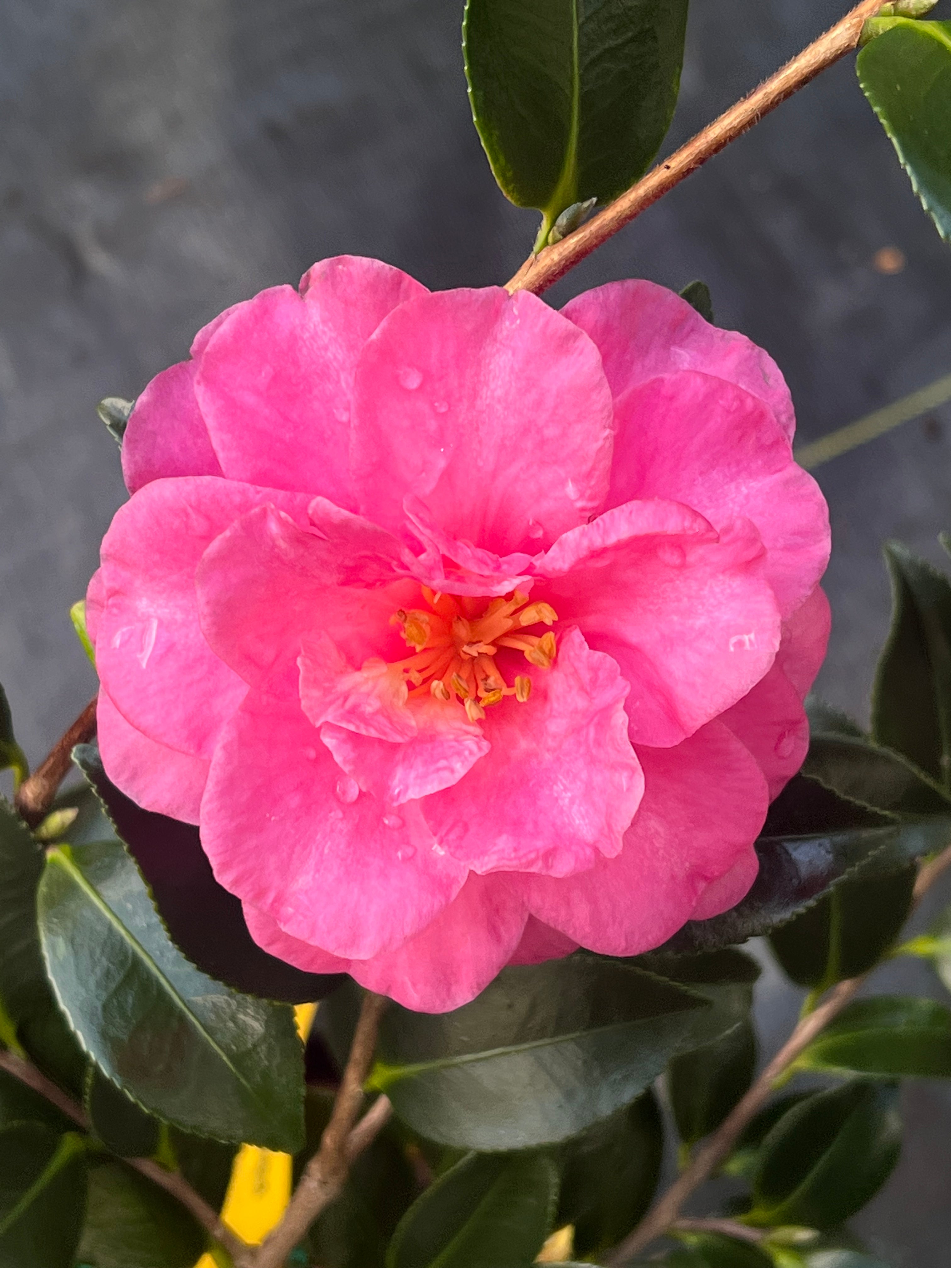 Shishi Gashira Dwarf Camellia Sasanqua