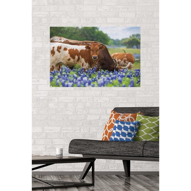 Trends International Texas Longhorns Unframed Wall Poster Prints