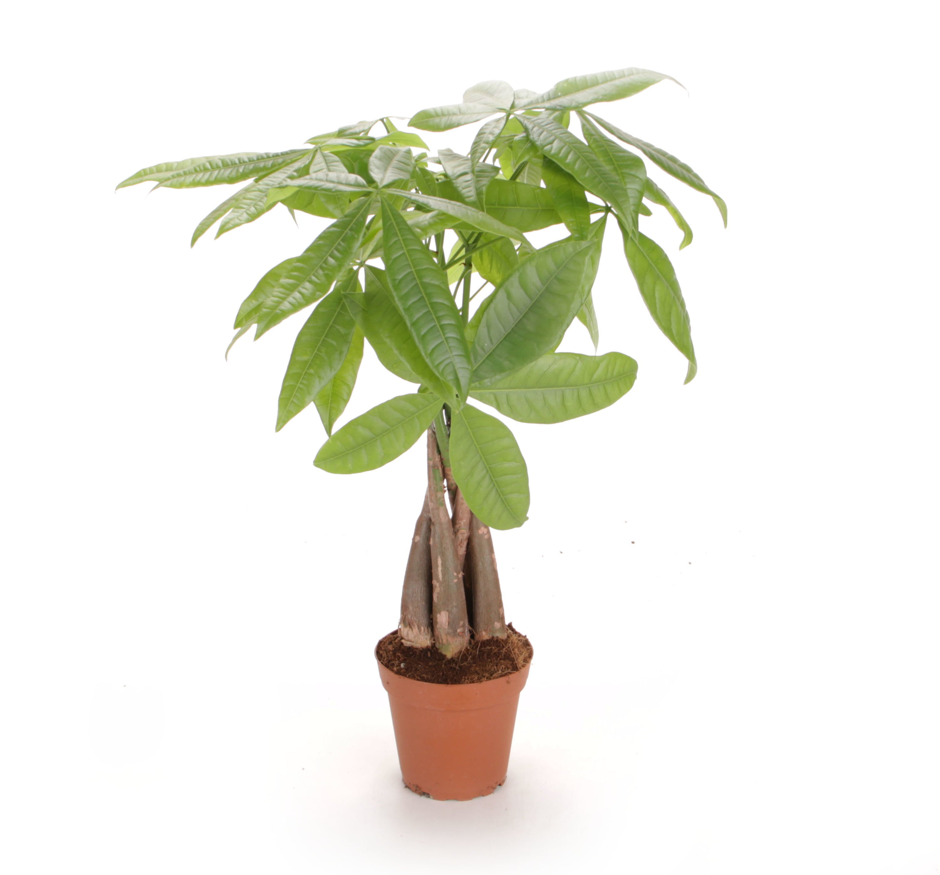 Costa Farms  Live Indoor 16in. Tall Green Money Tree; Medium， Indirect Light Plant in 5in. Grower Pot