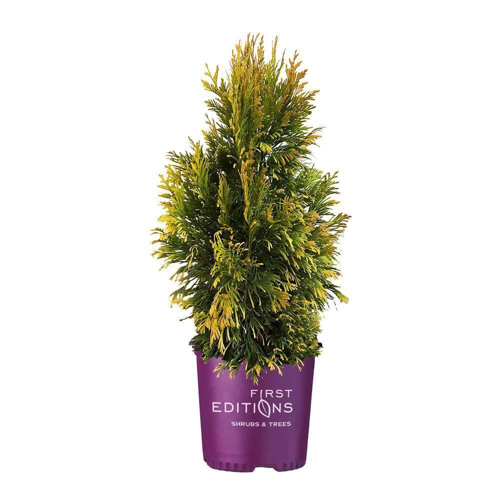 FIRST EDITIONS 2 Gal. Lemon Burst Arborvitae Evergreen Shrub with Golden Foliage 18136