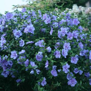 PROVEN WINNERS 2 Gal. Blue Chiffon Rose of Sharon (Hibiscus) Plant with Blue Flowers 14714