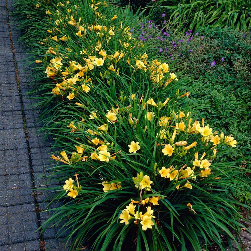 VAN ZYVERDEN Yellow Daylily Re-Blooming Stella de'Oro Roots (5-Pack) 83491