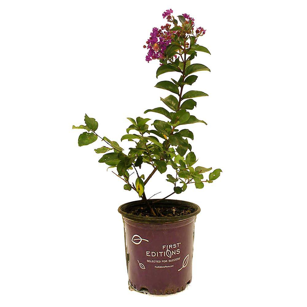 FIRST EDITIONS 1 Gal. Purple Magic Crape Myrtle Tree CRMPMA01G