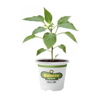 Bonnie Plants 11.8 oz. Pepper-Bonnie's Green Bell 2100