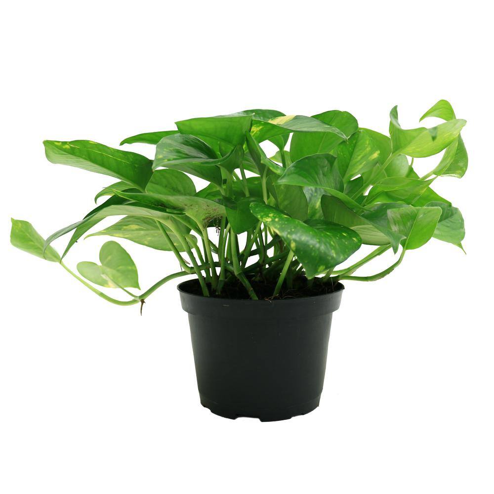 Costa Farms Golden Pothos Indoor Plant in 6 in. Grower Pot Avg. Shipping Height 1-2 ft. Tall 6GOLDPOTHOS