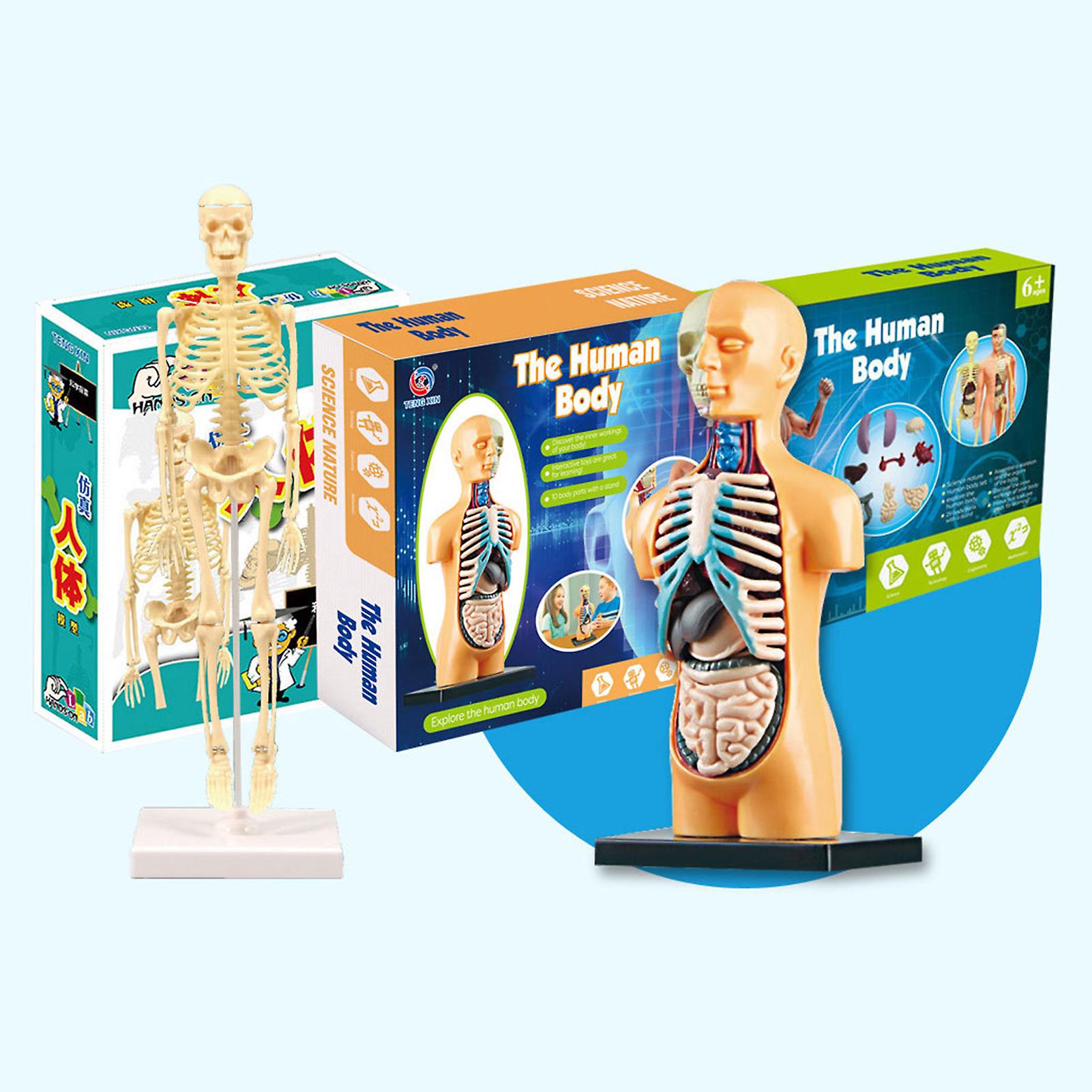 Human Body Model Organs And Bones Simple Assembly Learning Tool Kit Anatomy Model Display Stem Educational Gift Teaching Supplies  Txmr-026