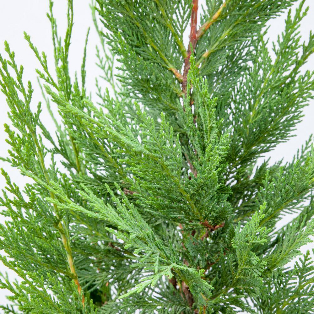 Perfect Plants 2 ft. to 3 ft. Tall Leyland Cypress Tree in Growers Pot Perfect for Natural Privacy THD00527