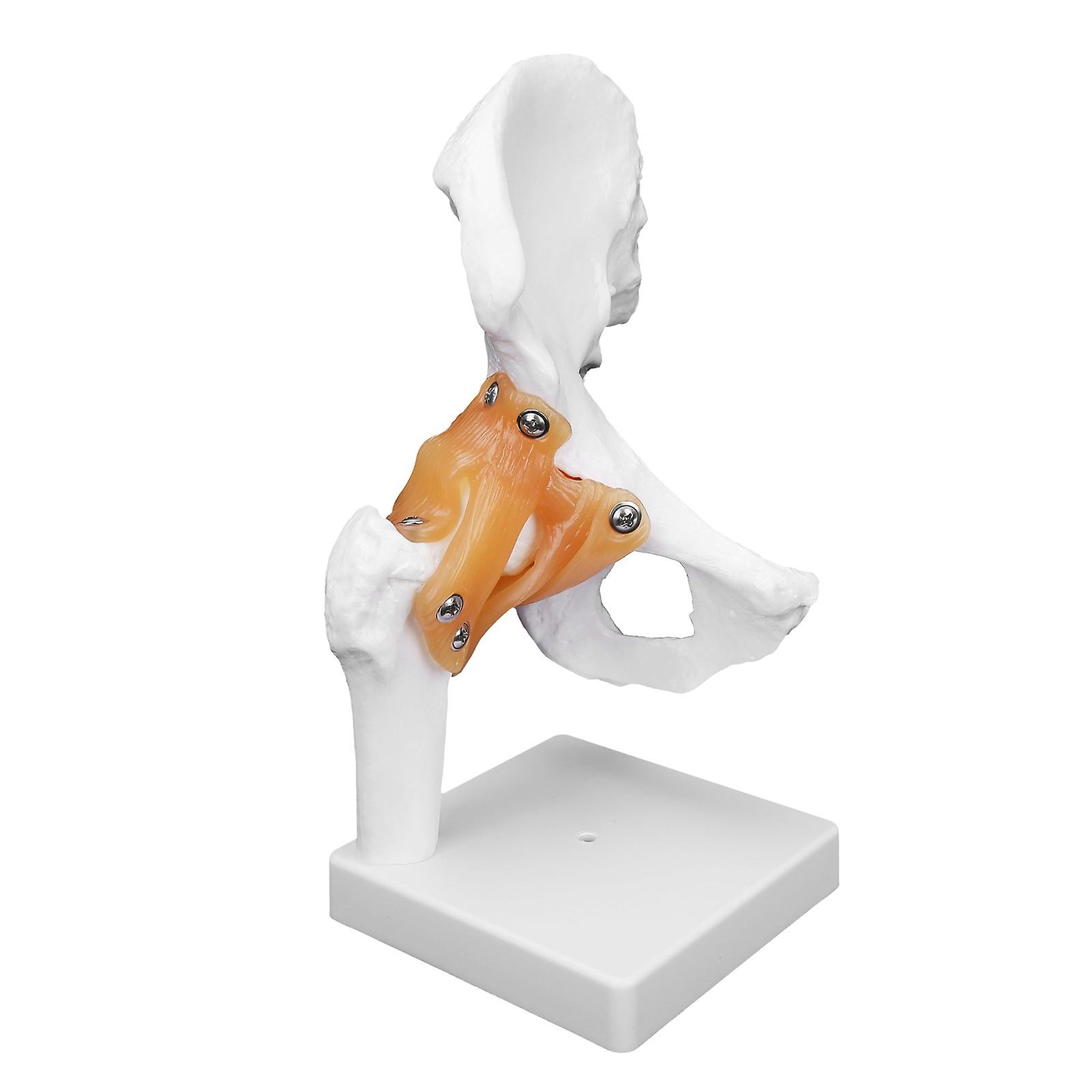 Professional Hip Bone Model Realistic Human Hip Joint Model Hip Joint Teaching Skeleton