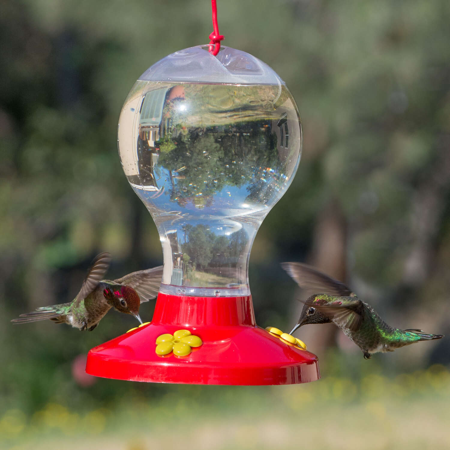 Perky-Pet Hummingbird 16 oz Plastic Nectar Feeder 3 ports