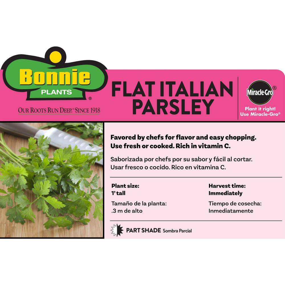 Bonnie Plants 2.32 qt. Italian Flat Leaf Parsley Herb Plant 5121