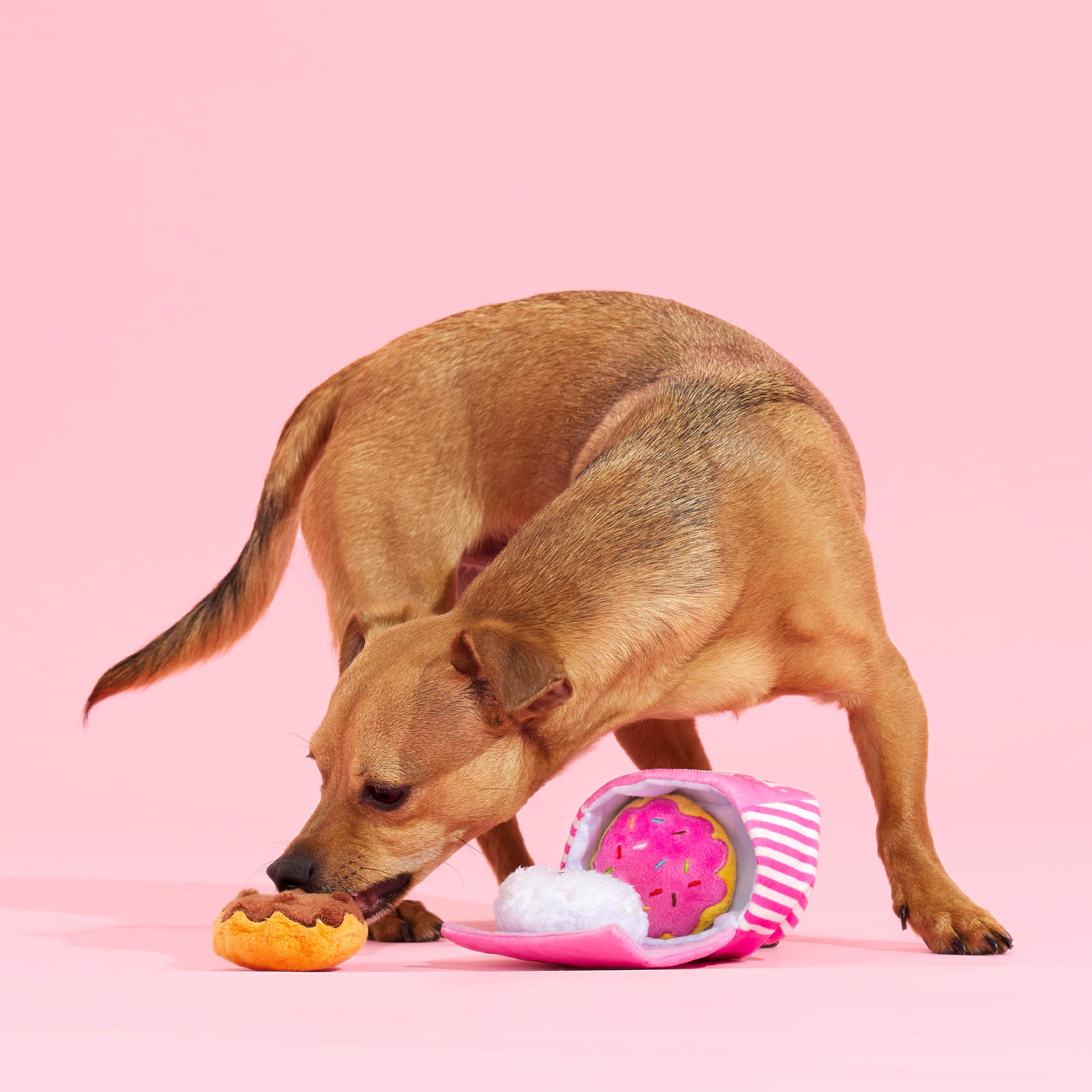 BARK Barker's Dozen Donuts Dog Toy - Features Multi-Part 4 in 1 Toy， Xs to Small Dogs