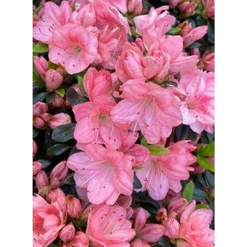 BELL NURSERY 1 Gal. Blaauw's Pink Azalea Live Shrub Pink Flowers (3-Pack) AZLEA1BLW3PK