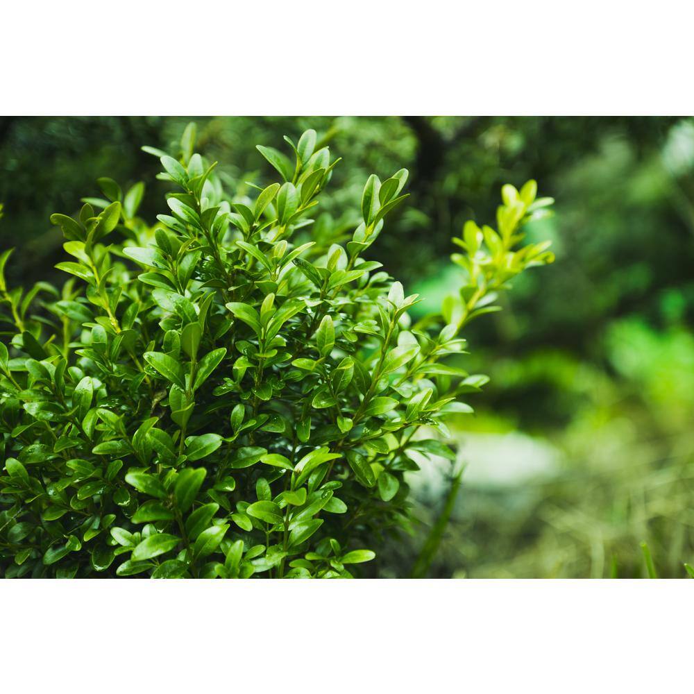 BELL NURSERY 3 Gal. Green Beauty Boxwood (Buxus) Live Evergreen Shrub BUXUS3BTY1PK