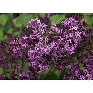 PROVEN WINNERS 1 Gal. Bloomerang Dark Purple Reblooming Lilac (Syringa) Live Shrub Purple Flowers SYRPRC1026101