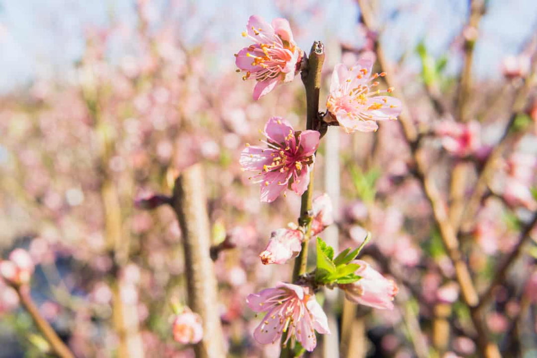 4-5ft. Flordaking Peach Tree - Heavy Producer of Fruit - Medium Chill Hours Required