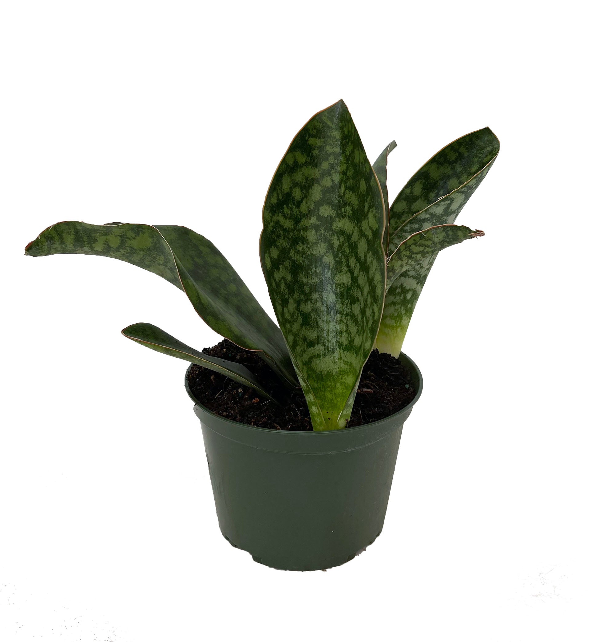 Shark Fin Snake Plant - Whale Fin - Sanseveria masoniana - 6