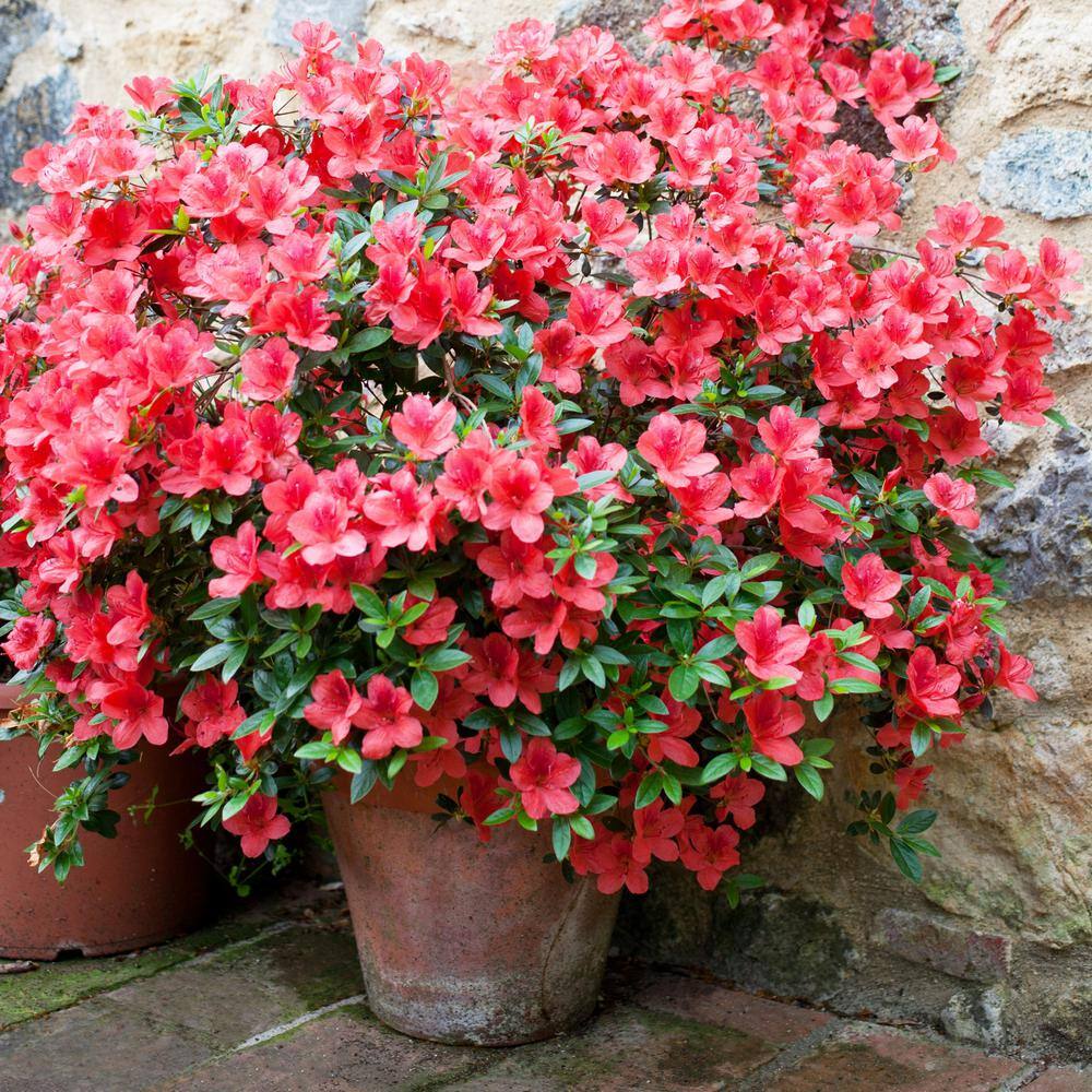 national PLANT NETWORK 2.25 Gal. Azalea Amagasa Flowering Shrub with Red Blooms HD7012