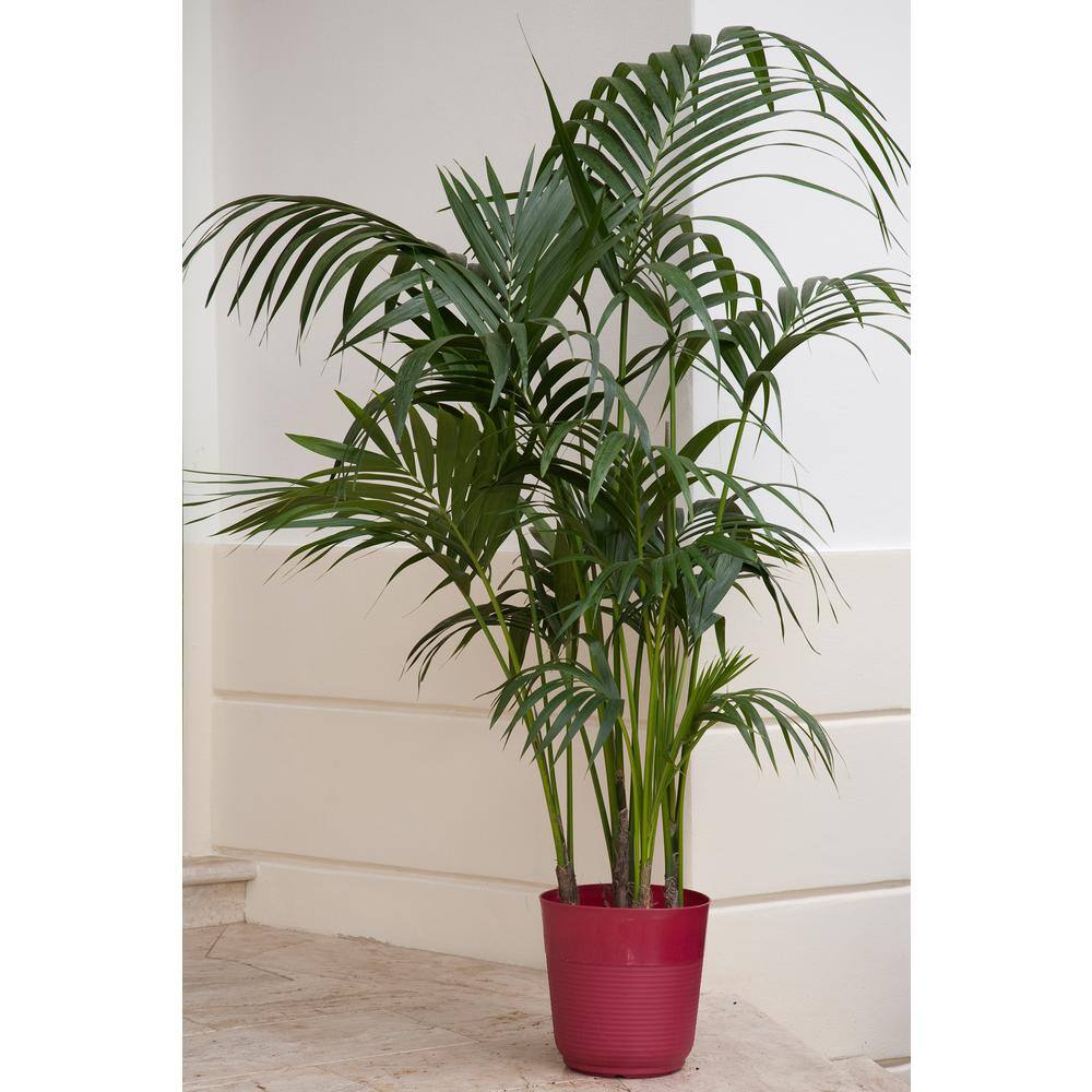 Costa Farms Cateracterum Indoor Palm (Cat Palm) in 9.25 in. Grower Pot Avg. Shipping Height 3-4 ft. Tall 10CAT