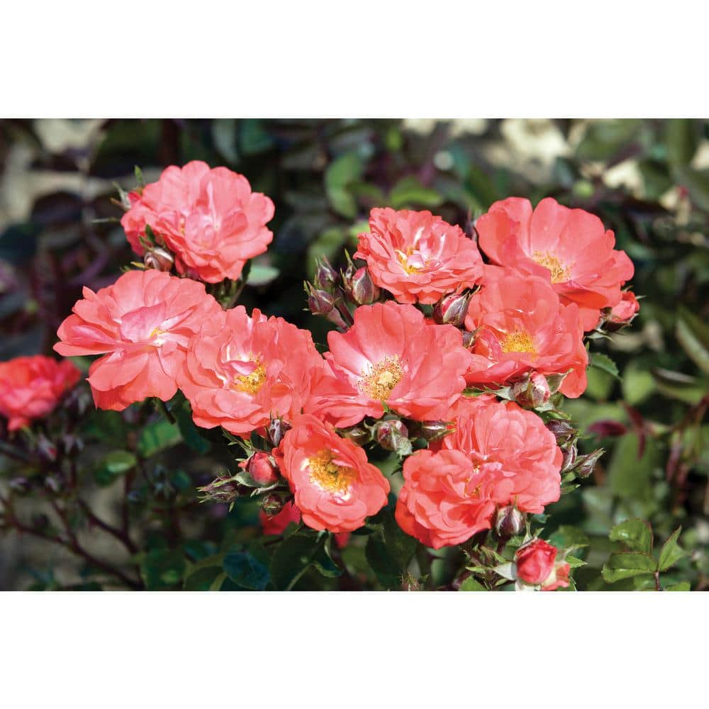 Drift 1 Gal. Coral Drift Rose Bush with Coral Flowers 19751