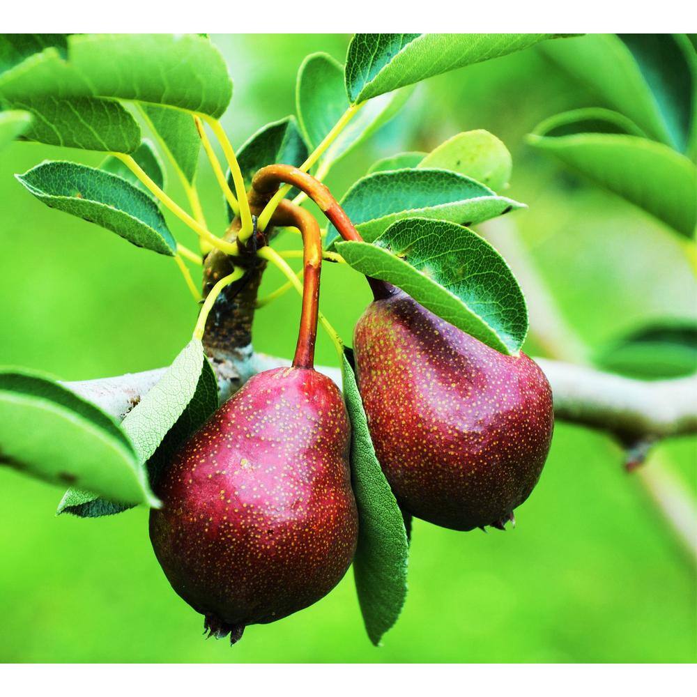 Online Orchards Dwarf Seckel Sugar Pear Tree - Perfectly Snack-Sized Tiny Sweet Pears (Bare-Root 3 ft. to 4 ft. Tall 2-Years Old) FTPR006
