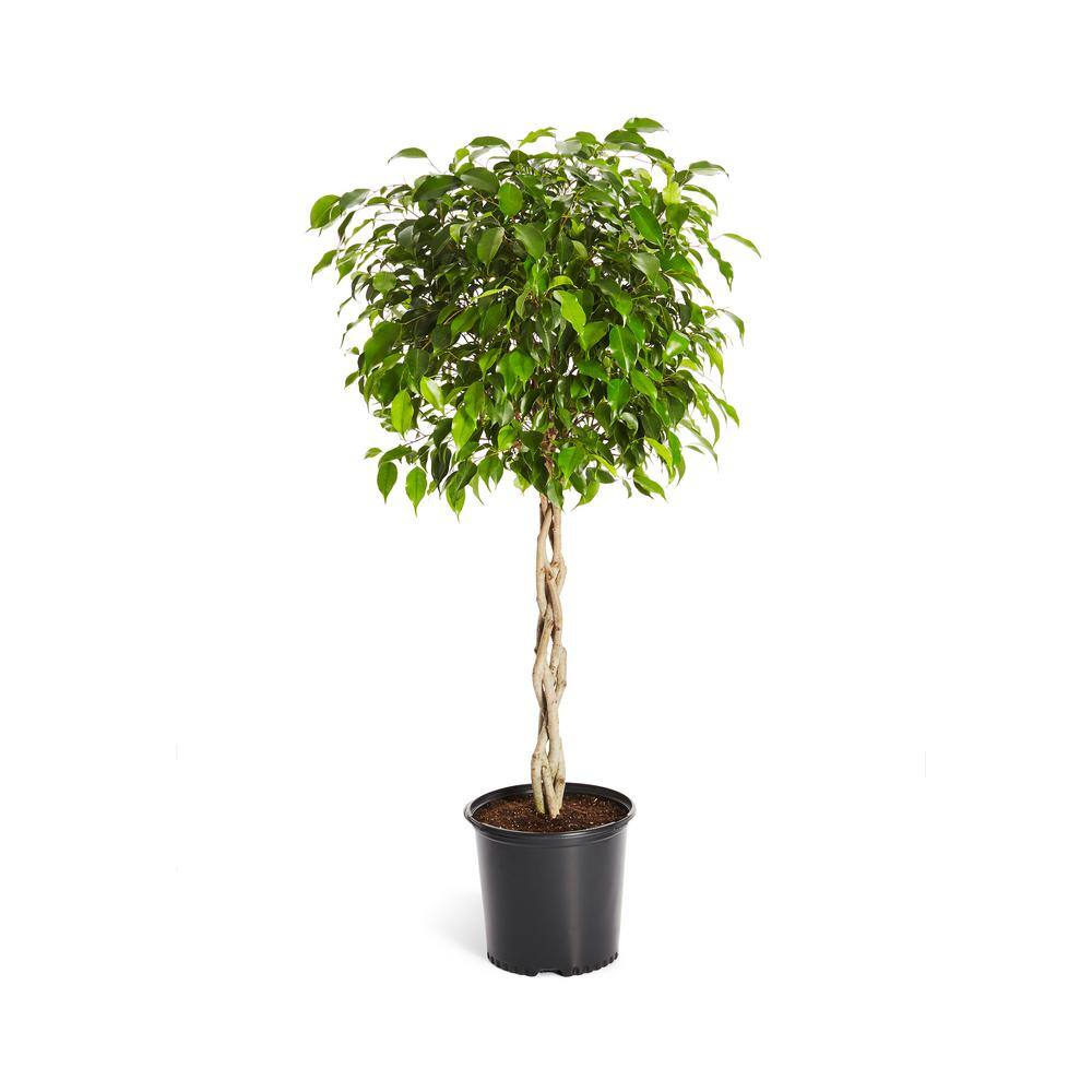 Brighter Blooms Benjamina Ficus Tree (Ficus Benjamina) in 3 Gal. Pot FIC-BEN-34_3-BRD