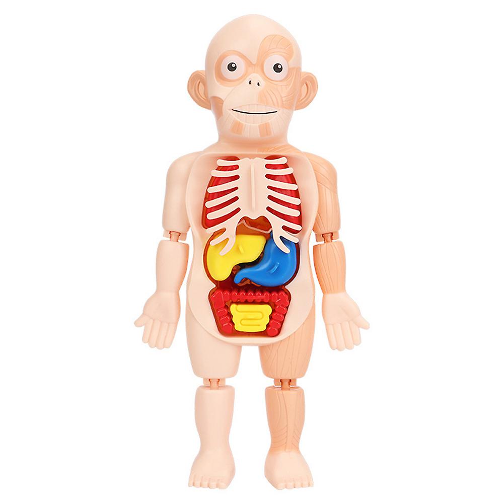 Human Organ Model Decoration Diy Assembly Early Education Cognitive Model Toy