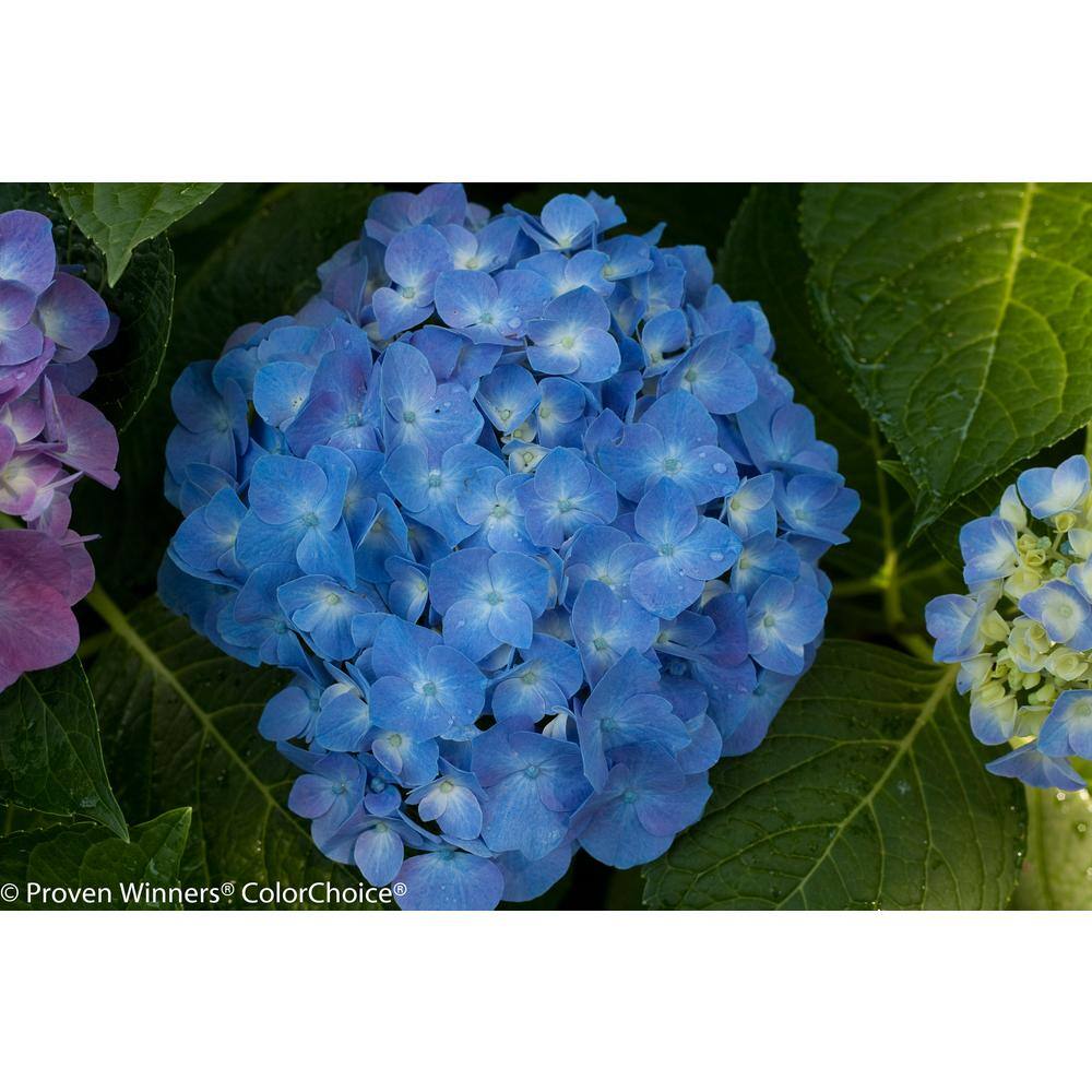 PROVEN WINNERS 4.5 in. Qt. Let's Dance Blue Jangles Reblooming Hydrangea Live Shrub Blue or Pink Flowers HYDPRC2527800