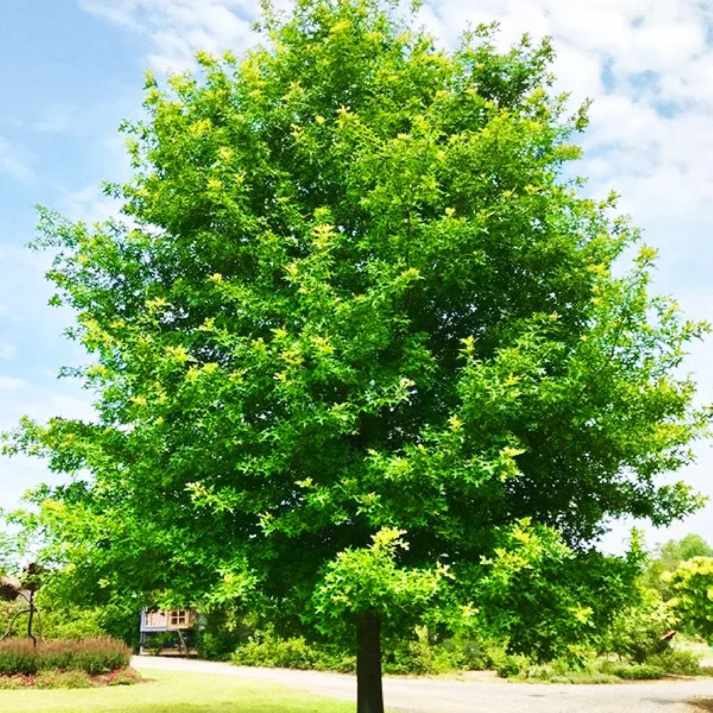 Nuttall Oak Tree