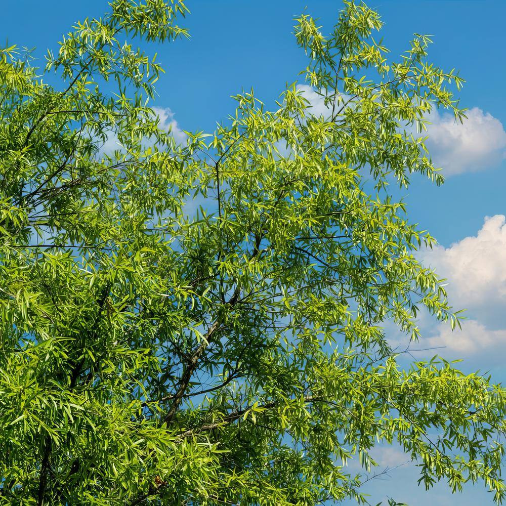 national PLANT NETWORK 2.25 Gal. Deciduous Willow Oak Tree HD7096