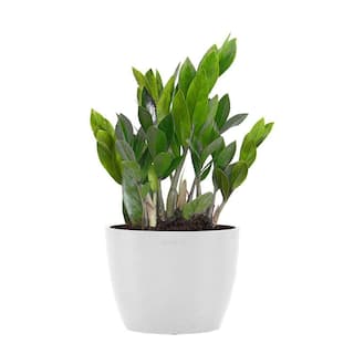 United Nursery ZZ Plant Zamioculcas Zamiifolia Easy Care Low Light Plant in 6 inch Premium Sustainable Ecopots Pure White Pot ZZ6SHPW