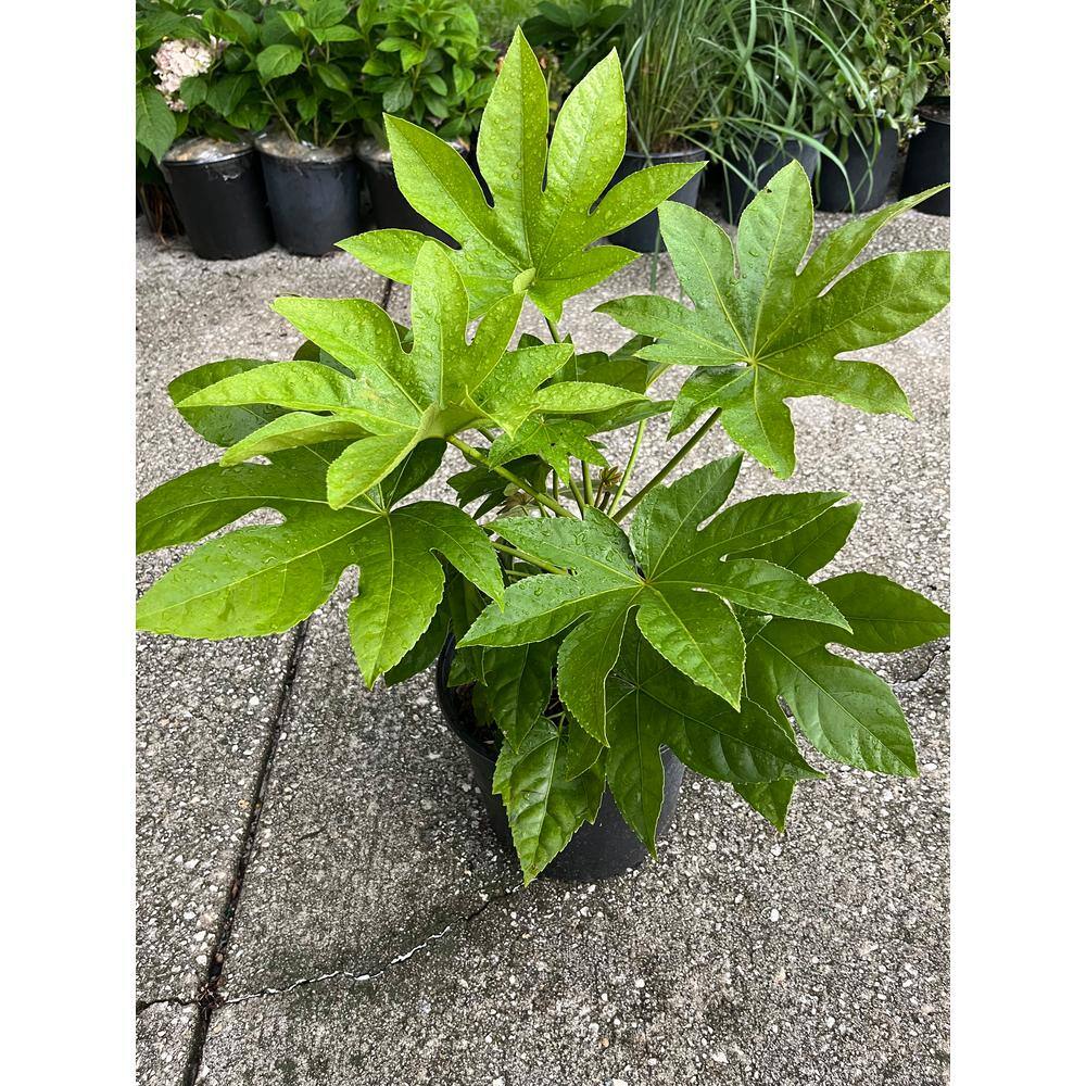 OnlinePlantCenter 3 Gal. BigLeaf Paper Plant Japanese Aralia Shrub with White Flowers FATS001G3